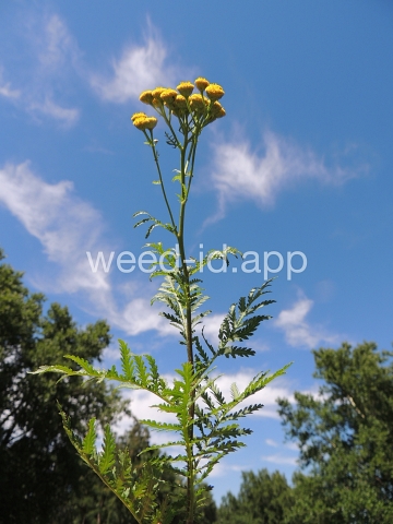 tansy, common